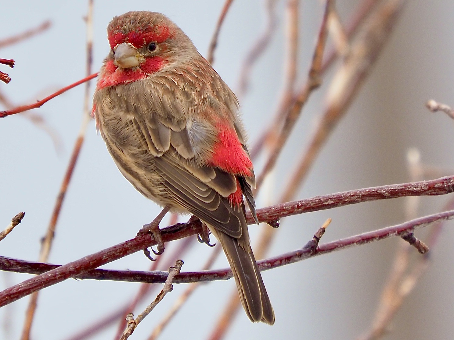 iN PHOTOS: No shortage of winter wildlife in South Okanagan | iNFOnews.ca iN PHOTOS: No shortage of winter wildlife in South Okanagan | iNFOnews.ca