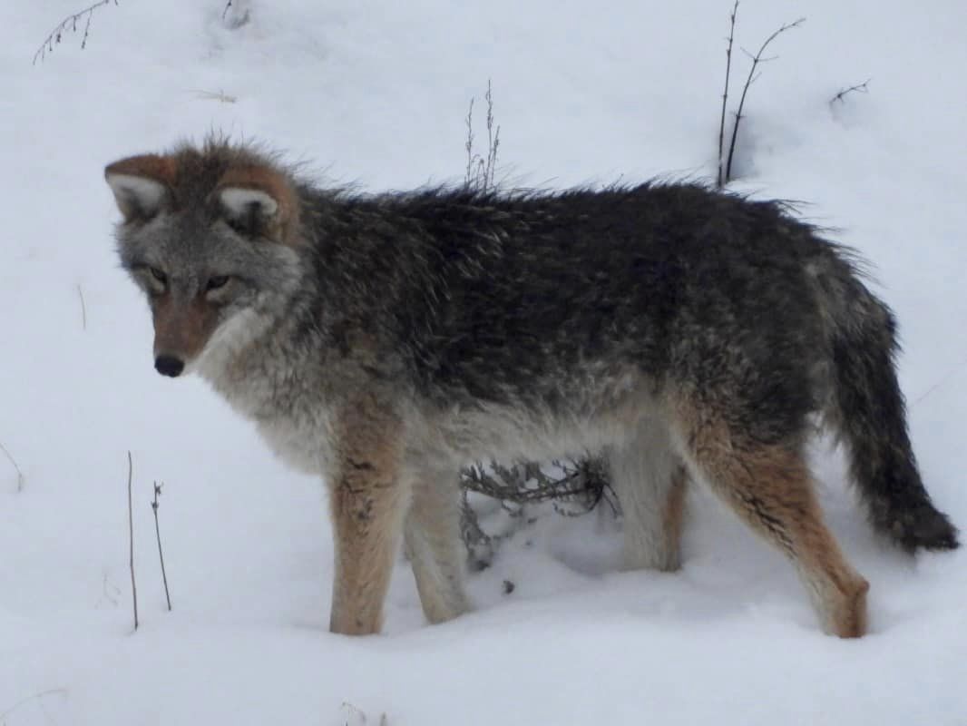 iN PHOTOS: No shortage of winter wildlife in South Okanagan | iNFOnews.ca iN PHOTOS: No shortage of winter wildlife in South Okanagan | iNFOnews.ca