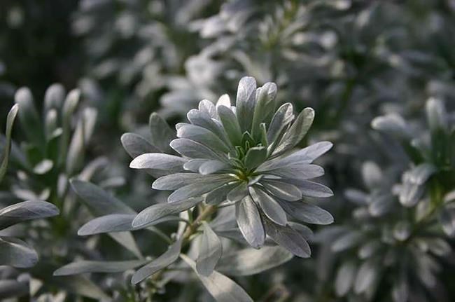 Are these groundcovers tough enough for lawns and gardens in dry climes? | iNFOnews.ca Are these groundcovers tough enough for lawns and gardens in dry climes? | iNFOnews.ca