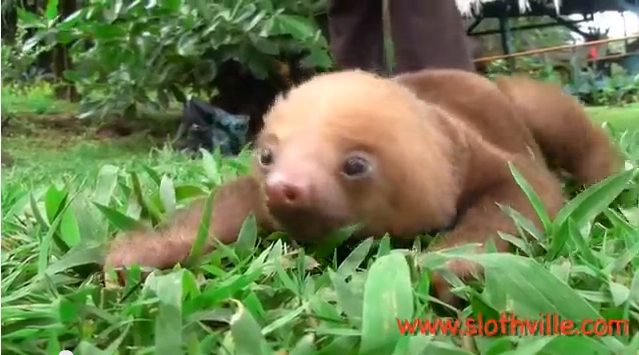 Squeaky baby sloths are adorable | iNFOnews.ca Squeaky baby sloths are adorable | iNFOnews.ca