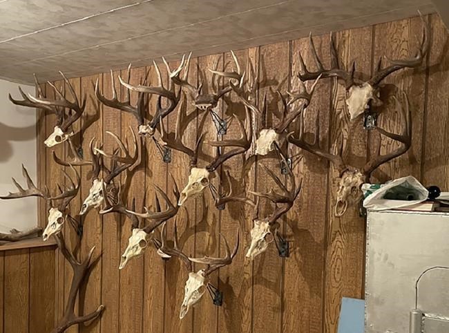 14 sets of deer antlers stolen from northern BC property during break-in | iNFOnews.ca 14 sets of deer antlers stolen from northern BC property during break-in | iNFOnews.ca