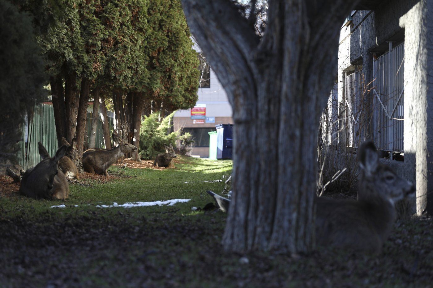 iN PHOTOS: Orchard expansion in Okanagan stirs fears a key wildlife corridor will be harmed | iNFOnews.ca iN PHOTOS: Orchard expansion in Okanagan stirs fears a key wildlife corridor will be harmed | iNFOnews.ca