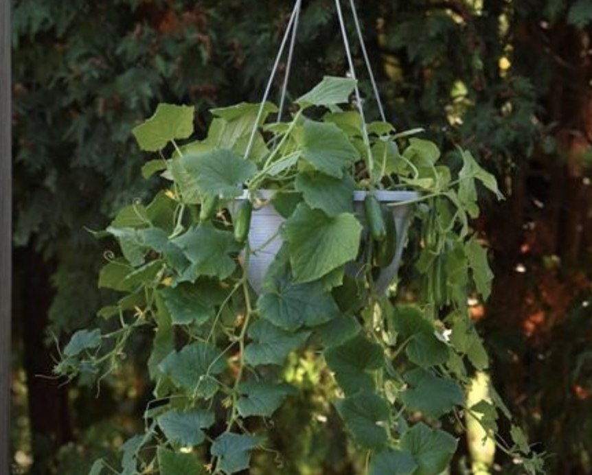 New varieties of tried-and-true vegetables invite gardeners to experiment | iNFOnews.ca