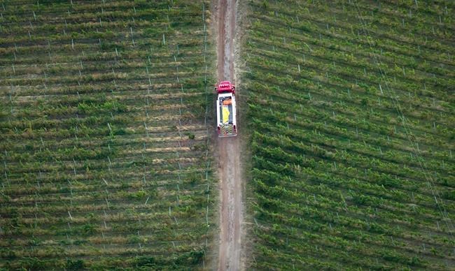 'Clean slate' to reshape BC wine industry after climate-related catastrophes | iNFOnews.ca 'Clean slate' to reshape BC wine industry after climate-related catastrophes | iNFOnews.ca