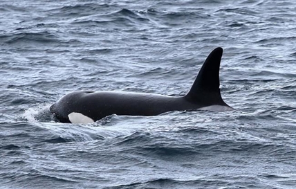 Orcas that hunt the world's biggest predators may be a new population, say scientists | iNFOnews.ca Orcas that hunt the world's biggest predators may be a new population, say scientists | iNFOnews.ca