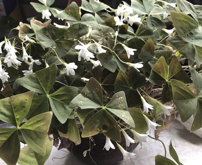 It's not what St. Patrick used, but today's three-leaved shamrock can make a nice houseplant | iNFOnews.ca