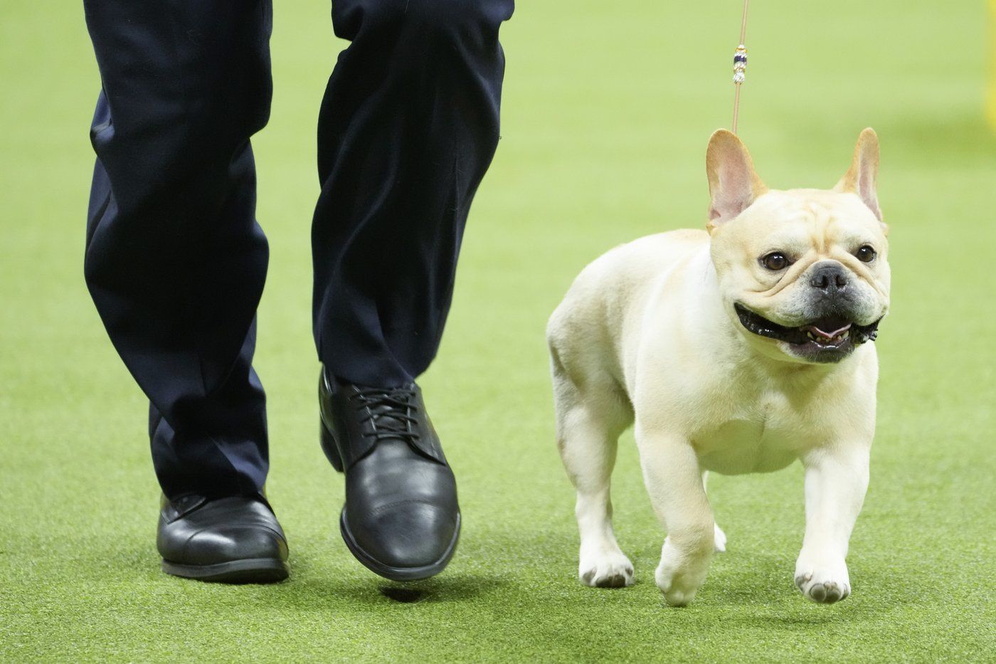 French bulldogs remain the most popular US breed in new rankings. Many fans aren't happy | iNFOnews.ca