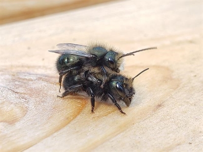 Borrow a bee colony? West Vancouver library loans out pollinators | iNFOnews.ca
