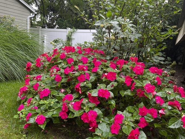 Just-introduced annuals and perennials add something new to the garden | iNFOnews.ca