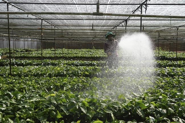 How EU deforestation laws are reordering the world of coffee | iNFOnews.ca