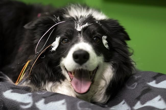 Does your dog understand when you say 'fetch the ball'? A new study in Hungary says yes | iNFOnews.ca