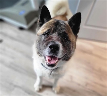 Dog named 'Hero' kept stuck owner warm and safe from coyotes for 2 days: police | iNFOnews.ca Dog named 'Hero' kept stuck owner warm and safe from coyotes for 2 days: police | iNFOnews.ca