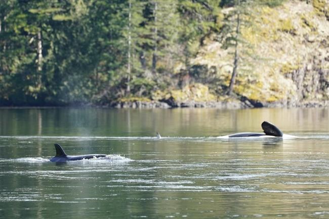 UPDATE: Rescuers hope AI will help reunite orphaned whale with its family in BC | iNFOnews.ca