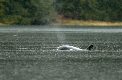 Trapped BC orca calf's skin whitening, no sign of emaciation: Fisheries Department | iNFOnews.ca