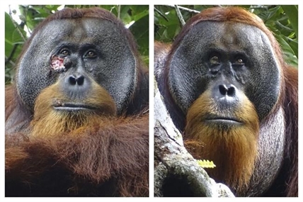 A wild orangutan used a medicinal plant to treat a wound, scientists say | iNFOnews.ca