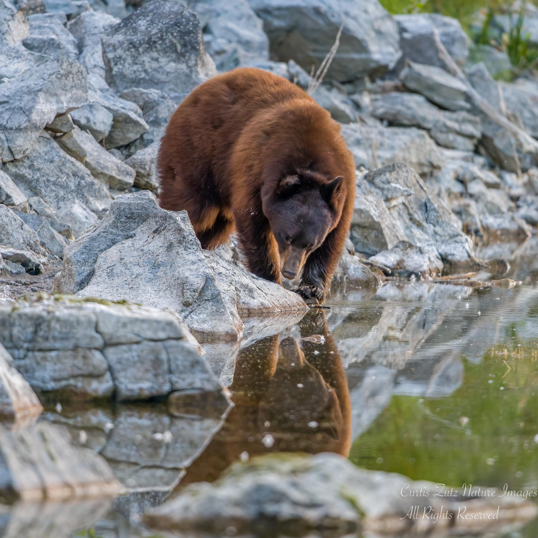 iN PHOTOS: Okanagan wildlife photographer gets surprise from favourite bear | iNFOnews.ca