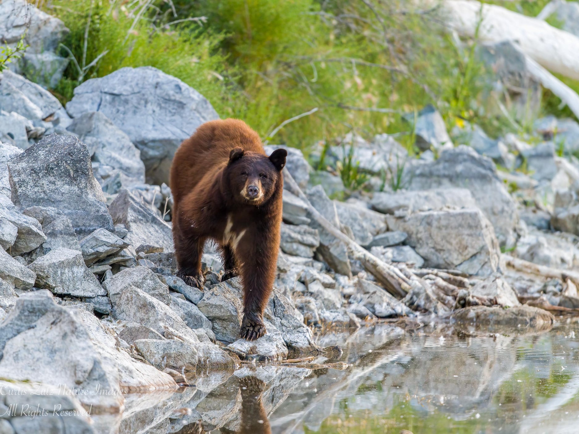 iN PHOTOS: Okanagan wildlife photographer gets surprise from favourite bear | iNFOnews.ca