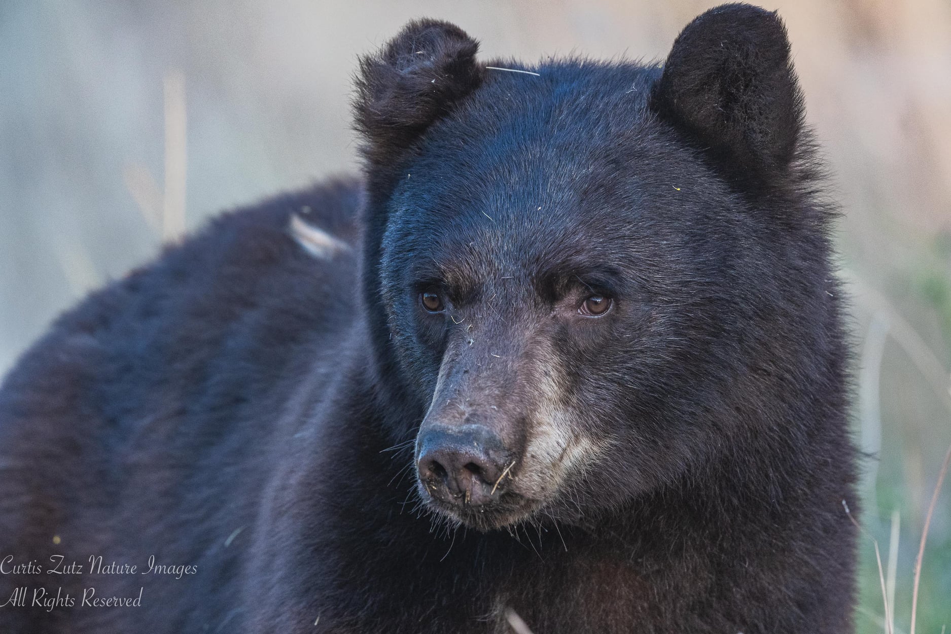 iN PHOTOS: Okanagan wildlife photographer gets surprise from favourite bear | iNFOnews.ca