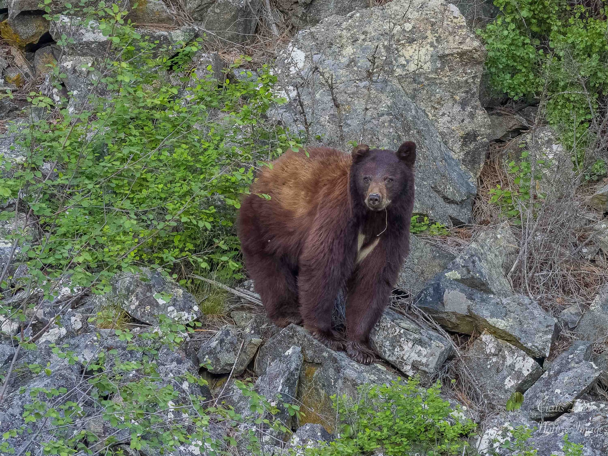 iN PHOTOS: Okanagan wildlife photographer gets surprise from favourite bear | iNFOnews.ca