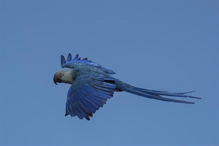 Recovery of Brazil's Spix's macaw, popularized in animated 'Rio' films, threatened by climate change | iNFOnews.ca