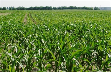 Researchers find a tiny organism has the power to reduce a persistent greenhouse gas in farm fields | iNFOnews.ca