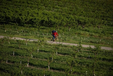 Chefs mourn for Okanagan's peaches but adapt to stone fruit wipeout | iNFOnews.ca