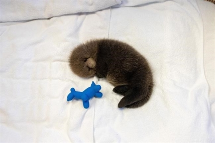 Second abandoned sea otter pup rescued in BC in less than a month | iNFOnews.ca