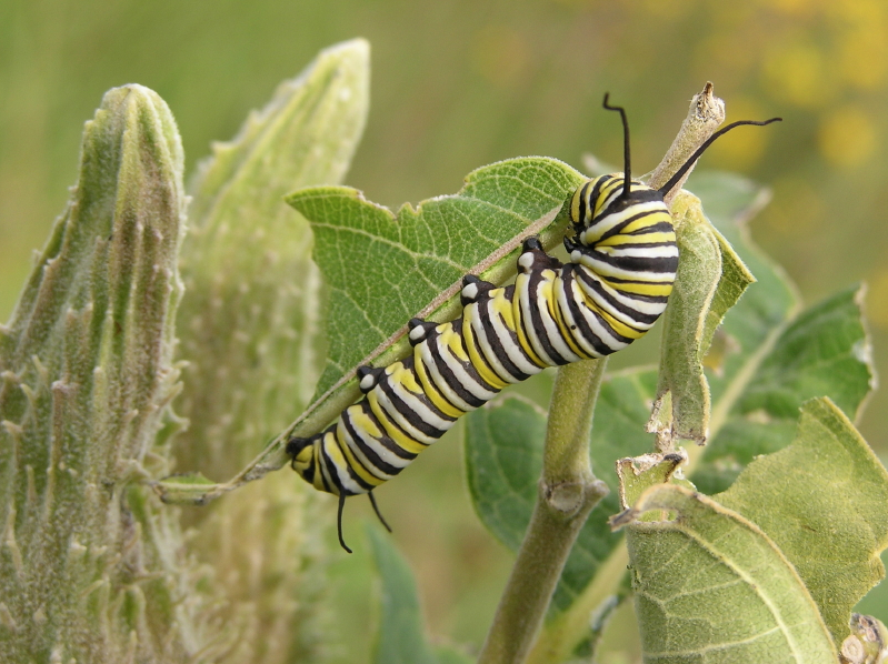 Loss of milkweed linked to plummeting number of monarch butterflies: study | iNFOnews.ca