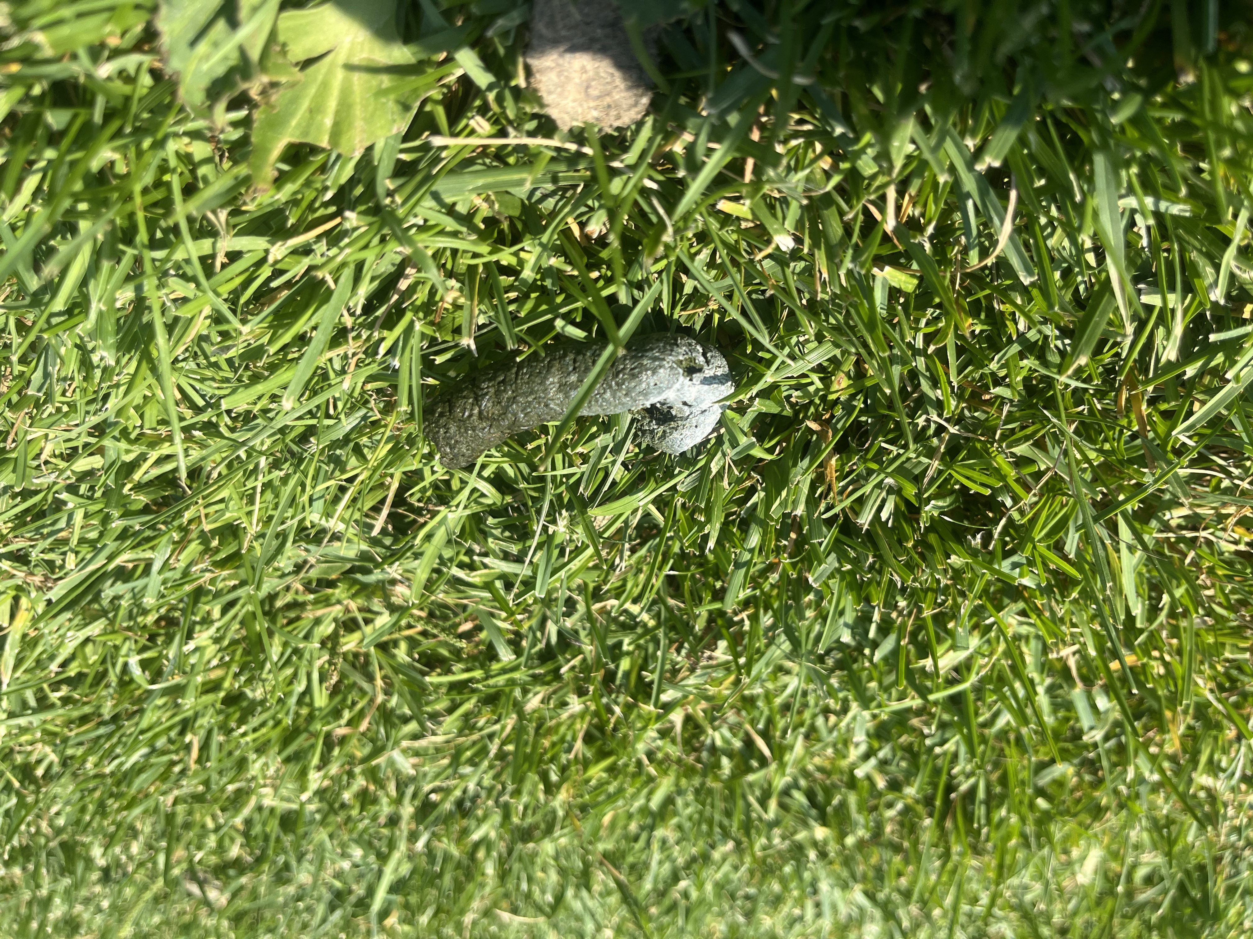 Unsurprisingly, goose poop still a massive problem on Okanagan beaches | iNFOnews.ca