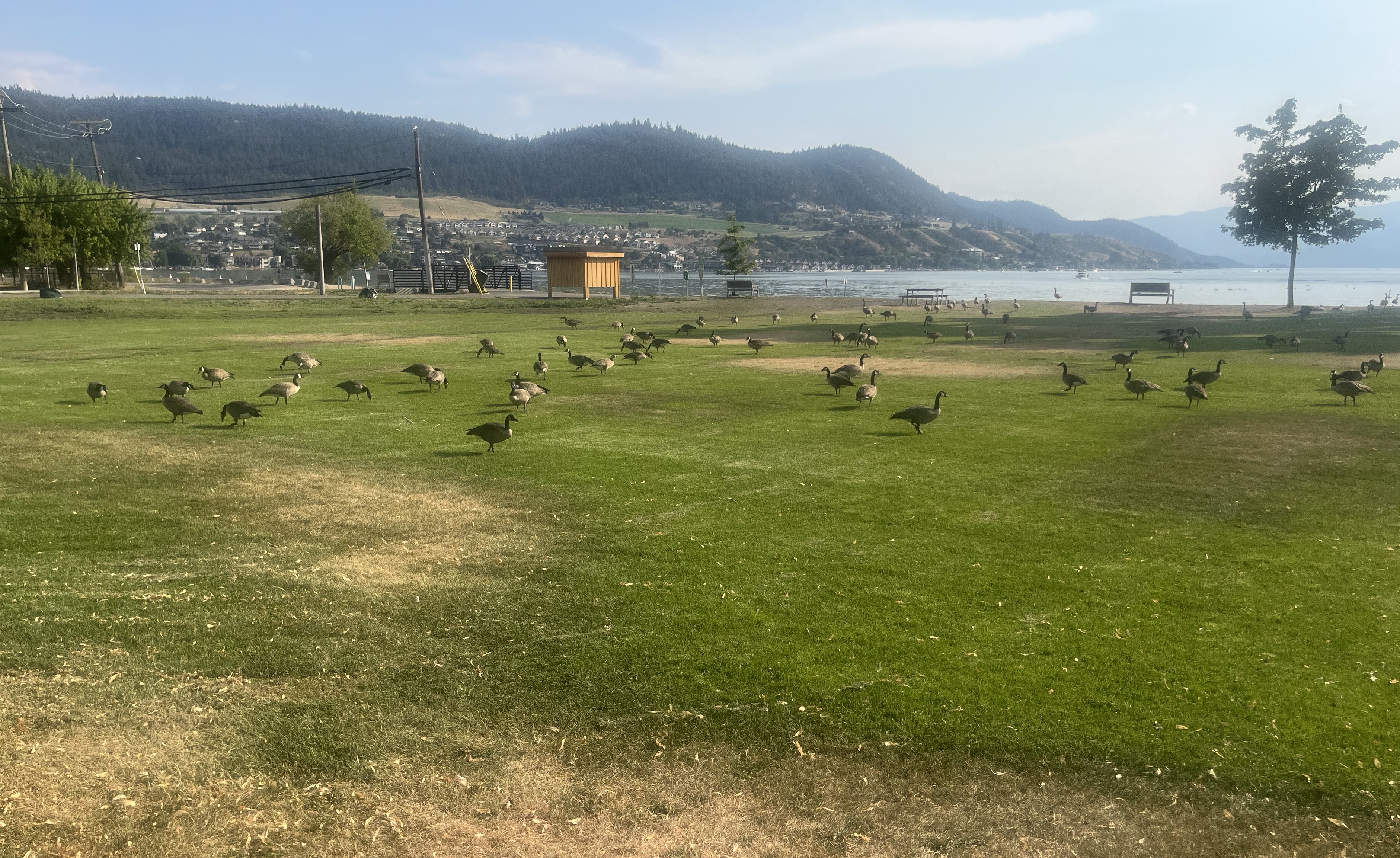 Unsurprisingly, goose poop still a massive problem on Okanagan beaches | iNFOnews.ca