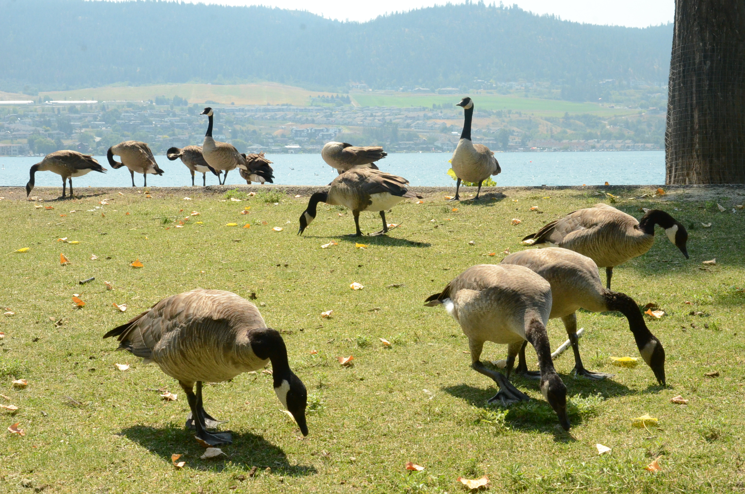 Unsurprisingly, goose poop still a massive problem on Okanagan beaches | iNFOnews.ca