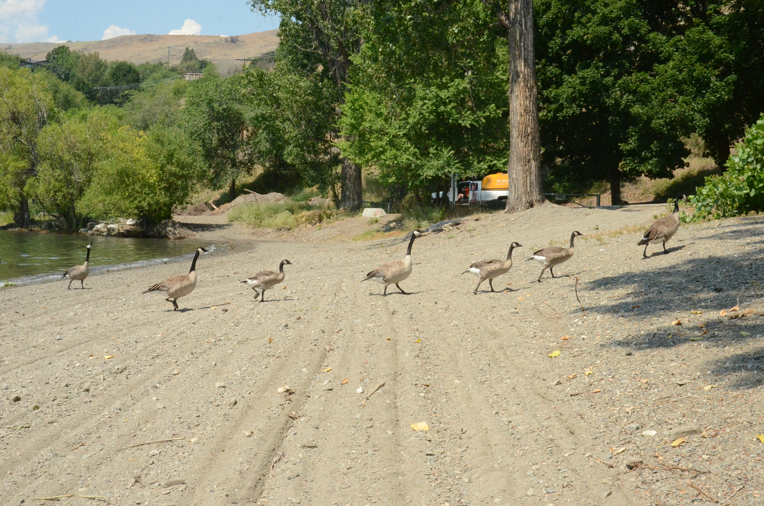 Unsurprisingly, goose poop still a massive problem on Okanagan beaches | iNFOnews.ca