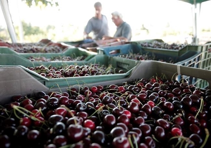 B.C. tree fruit grower co-operative shuts down after 88 years, citing low volume | iNFOnews.ca