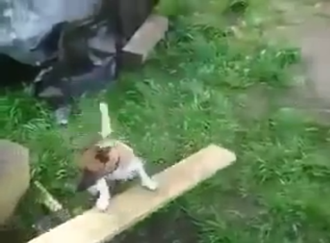 The fetch machine | iNFOnews.ca