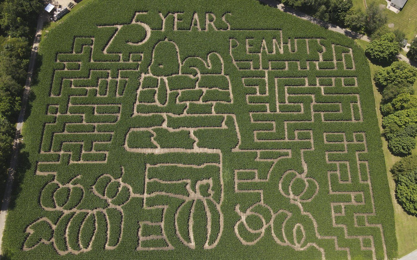 Farmers honour 'Peanuts' creator Charles M. Schulz with corn mazes across US and in Canada | iNFOnews.ca