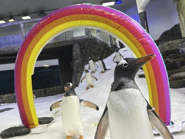 Australian penguin Sphen, one half of famed same-sex couple, dies at 11 years old | iNFOnews.ca Australian penguin Sphen, one half of famed same-sex couple, dies at 11 years old | iNFOnews.ca