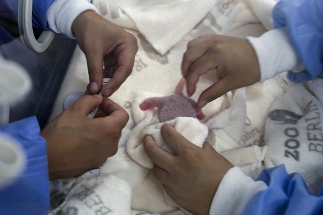 The twins are here! A second set of giant panda cubs has been born in Berlin | iNFOnews.ca