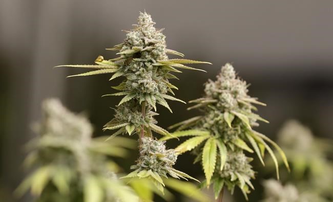 Ohio regulators: Marijuana sellers can't give out food from ice cream truck | iNFOnews.ca Ohio regulators: Marijuana sellers can't give out food from ice cream truck | iNFOnews.ca