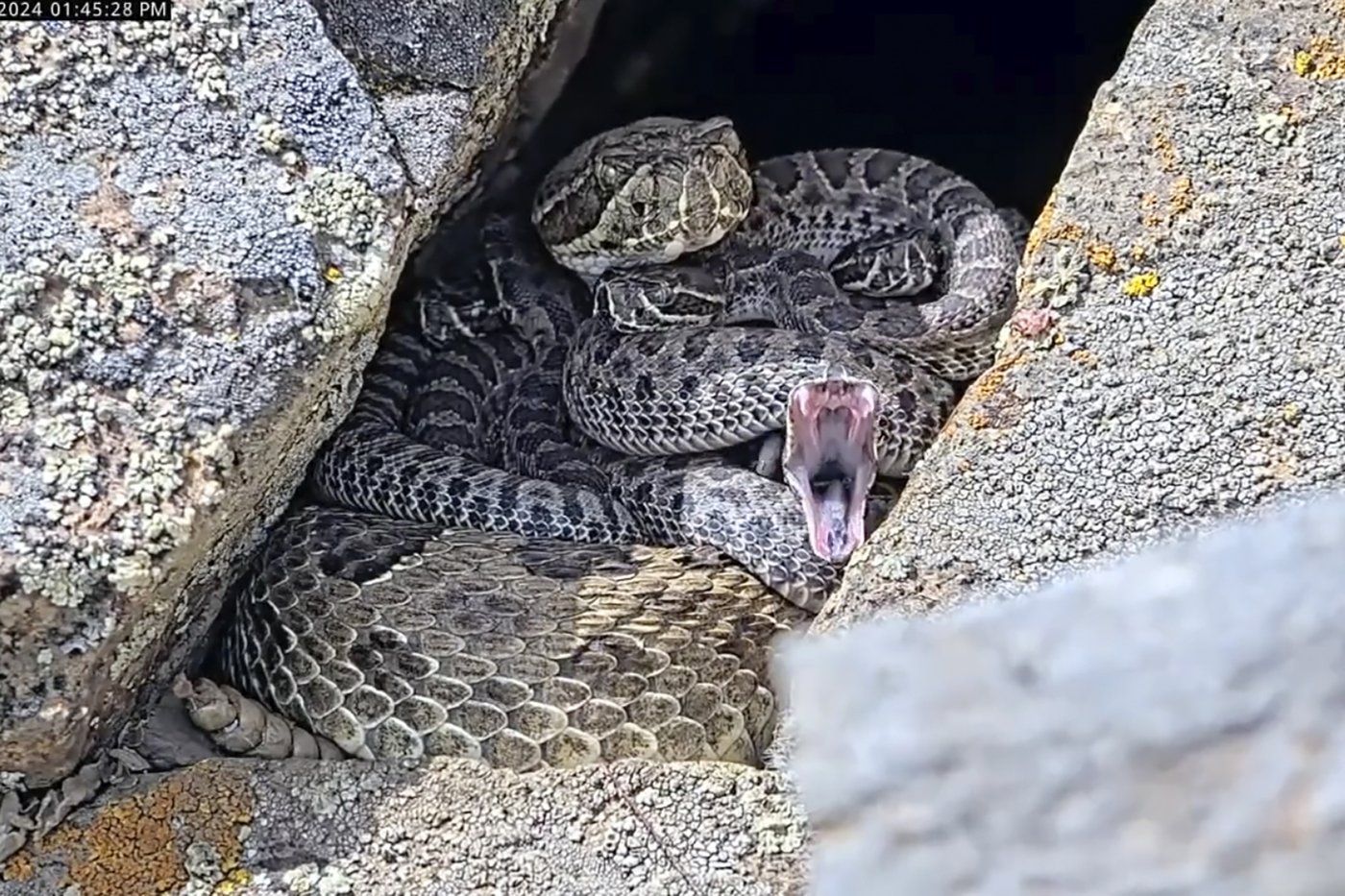 iN VIDEO: Newborn rattlesnakes at a Colorado 'mega den' are making their live debut | iNFOnews.ca