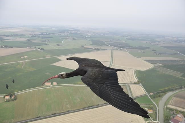 This bird species was extinct in Europe. Now it's back, and humans must help it migrate for winter | iNFOnews.ca This bird species was extinct in Europe. Now it's back, and humans must help it migrate for winter | iNFOnews.ca