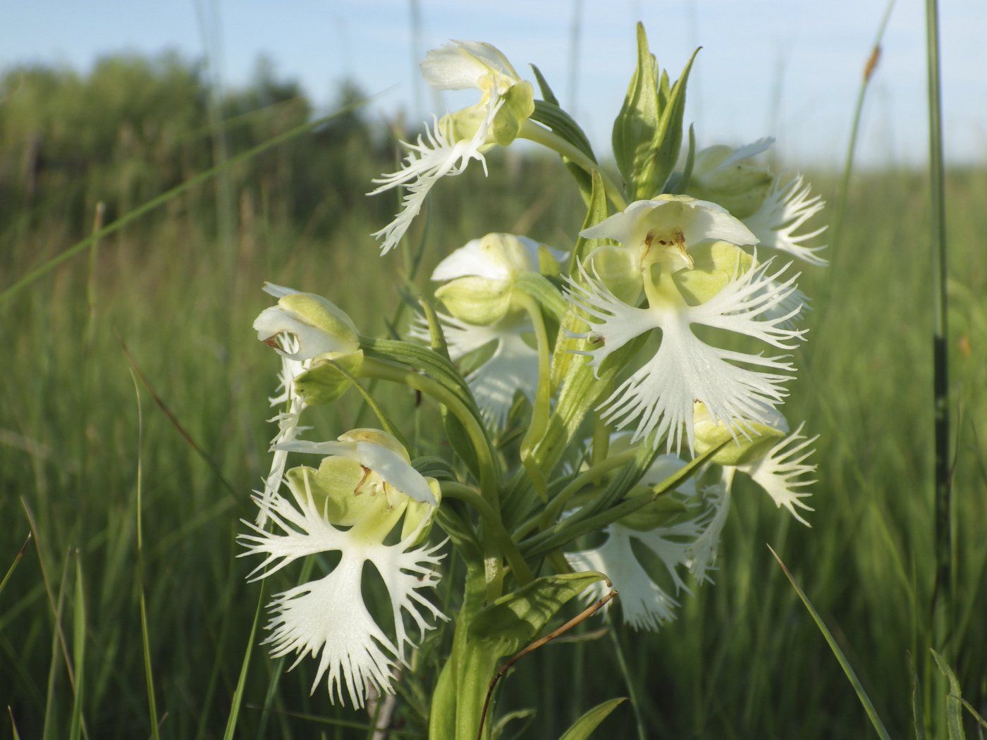 A rare orchid survives on a few tracts of prairie. Researchers want to learn its secrets | iNFOnews.ca