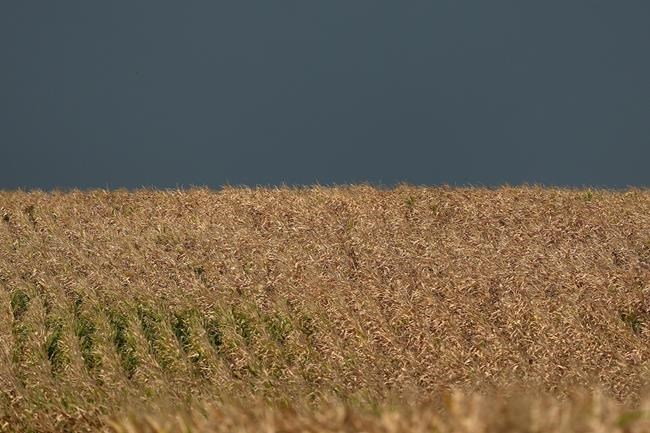 Sweaty corn is making it even more humid | iNFOnews.ca Sweaty corn is making it even more humid | iNFOnews.ca
