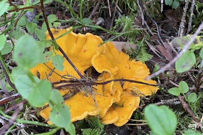 Mushrooms foraged in Sweden could help research Chernobyl fallout | iNFOnews.ca Mushrooms foraged in Sweden could help research Chernobyl fallout | iNFOnews.ca