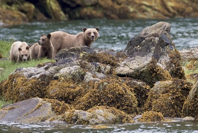BC sets up a panel on bear deaths, will review conservation officer training | iNFOnews.ca