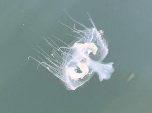 One jellyfish arrived in BC decades ago. Thousands of clones spread to 34 waterways | iNFOnews.ca