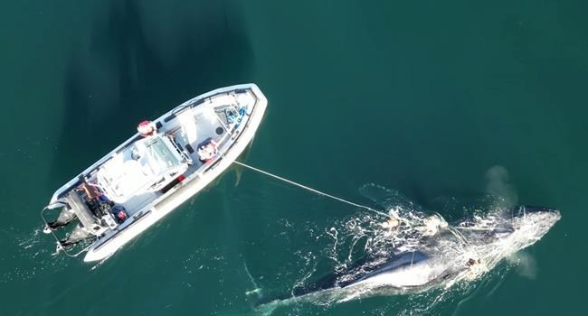 Four-day rescue operation freed a humpback whale off northern B.C.: DFO | iNFOnews.ca