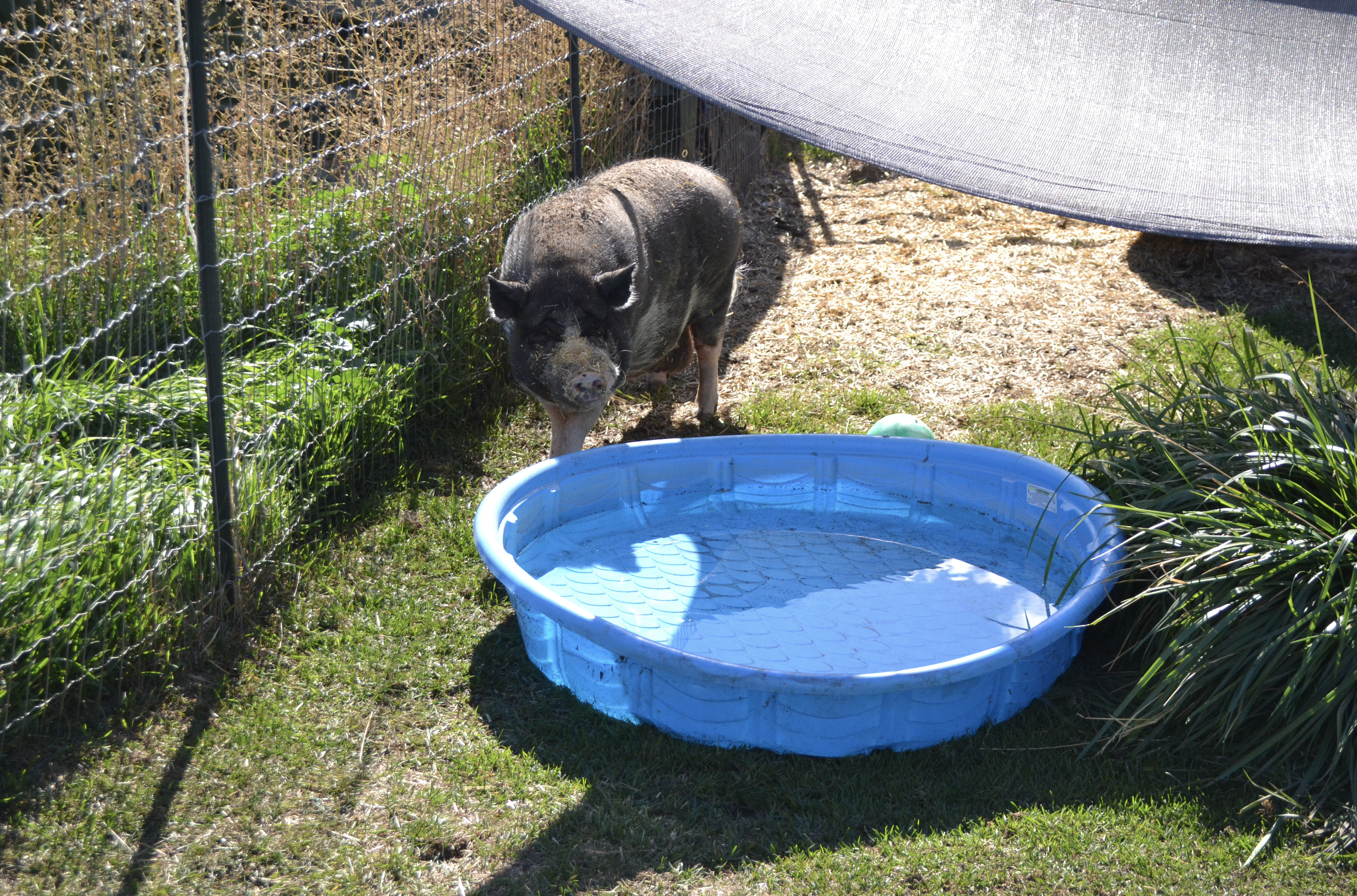iN PHOTOS: Where lost pigs live out their days in the Okanagan | iNFOnews.ca