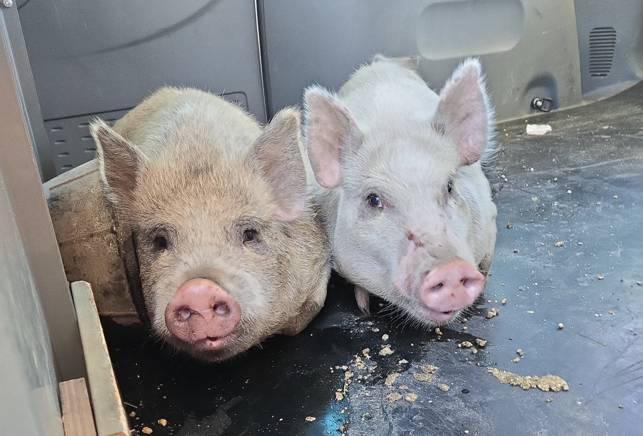 iN PHOTOS: Where lost pigs live out their days in the Okanagan | iNFOnews.ca