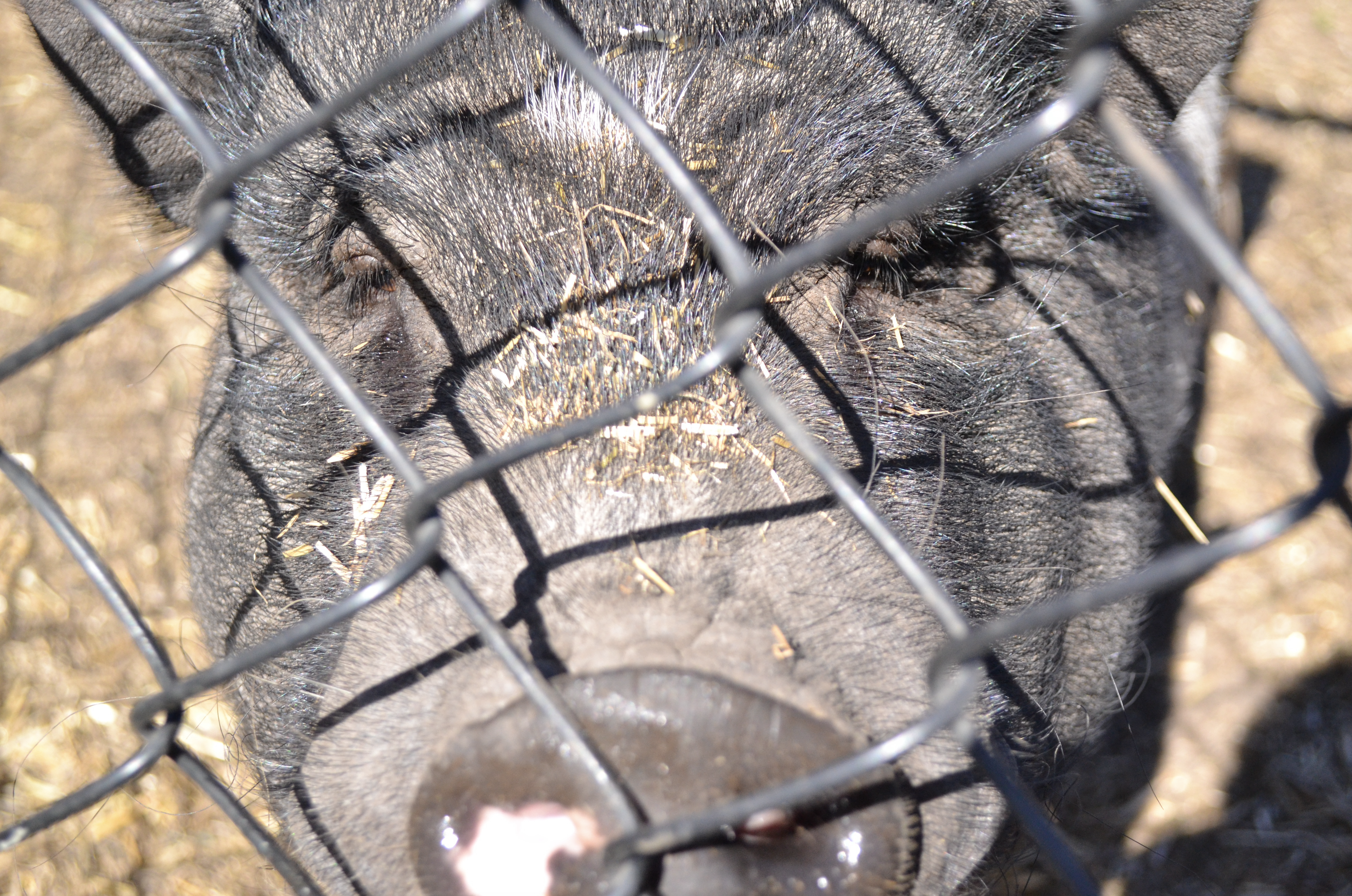 iN PHOTOS: Where lost pigs live out their days in the Okanagan | iNFOnews.ca