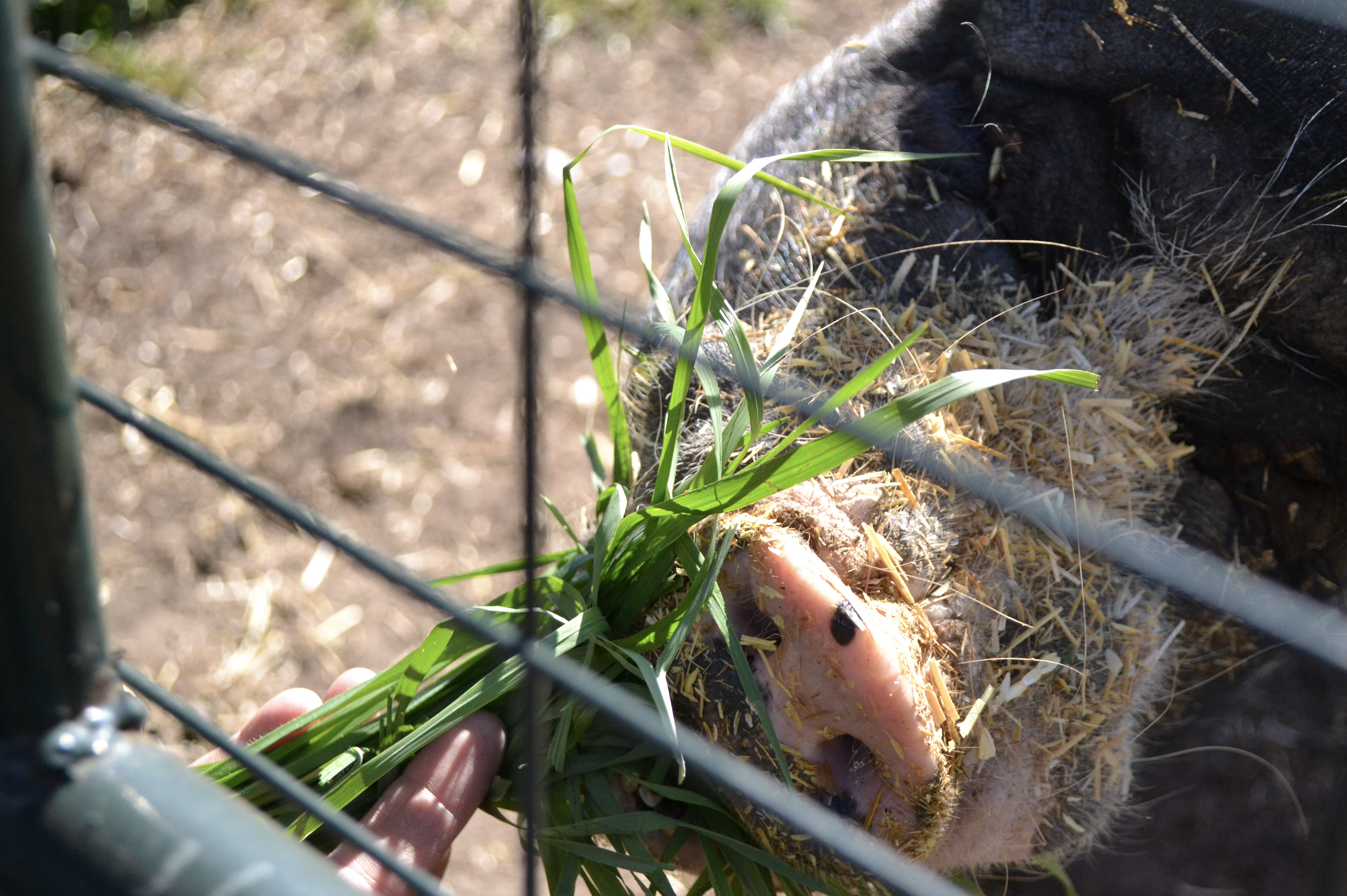 iN PHOTOS: Where lost pigs live out their days in the Okanagan | iNFOnews.ca